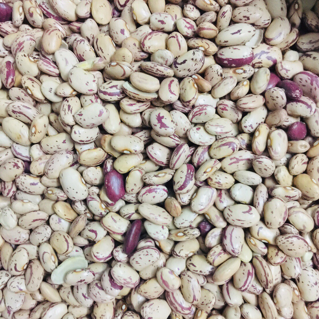 Đậu cúc Pinto nguyên hạt USA -500g