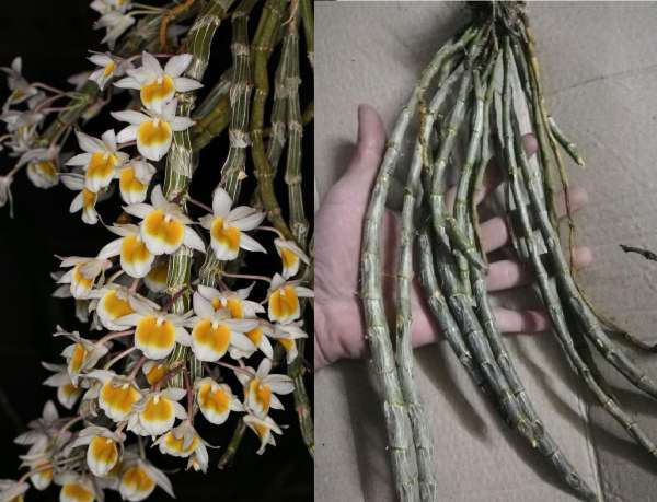 Lan rừng Long tu - loài hoa lan được nhiều người yêu thích