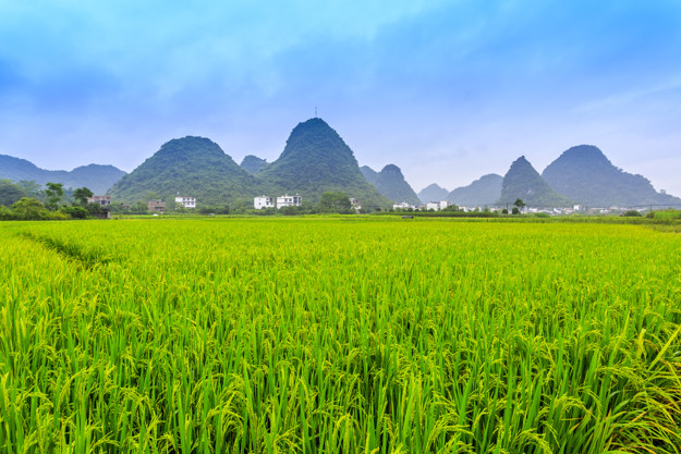 Gạo Ban Mai Thượng Hạng 5kg