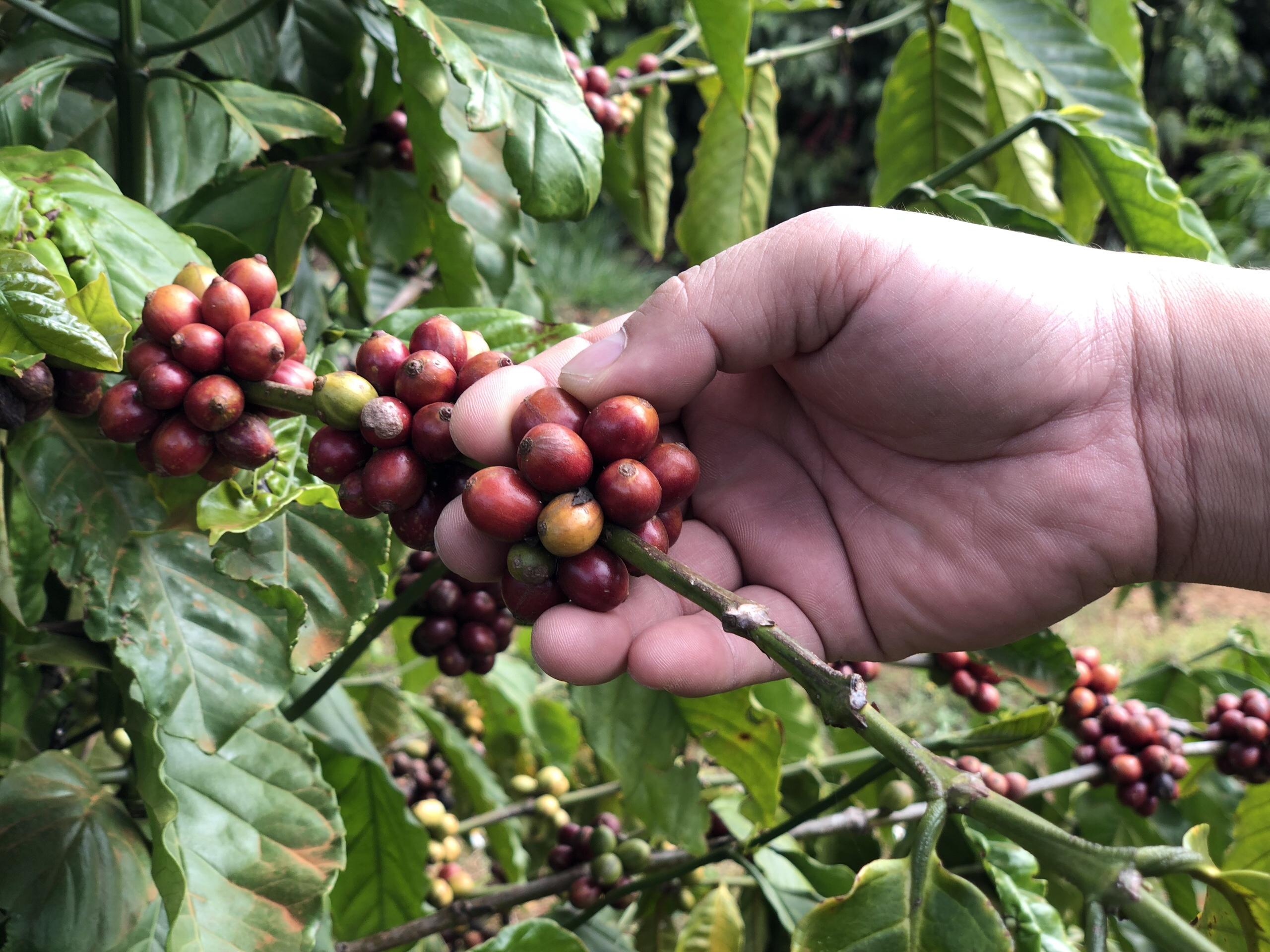 Cà phê Kaffeine Mocha Bourbon