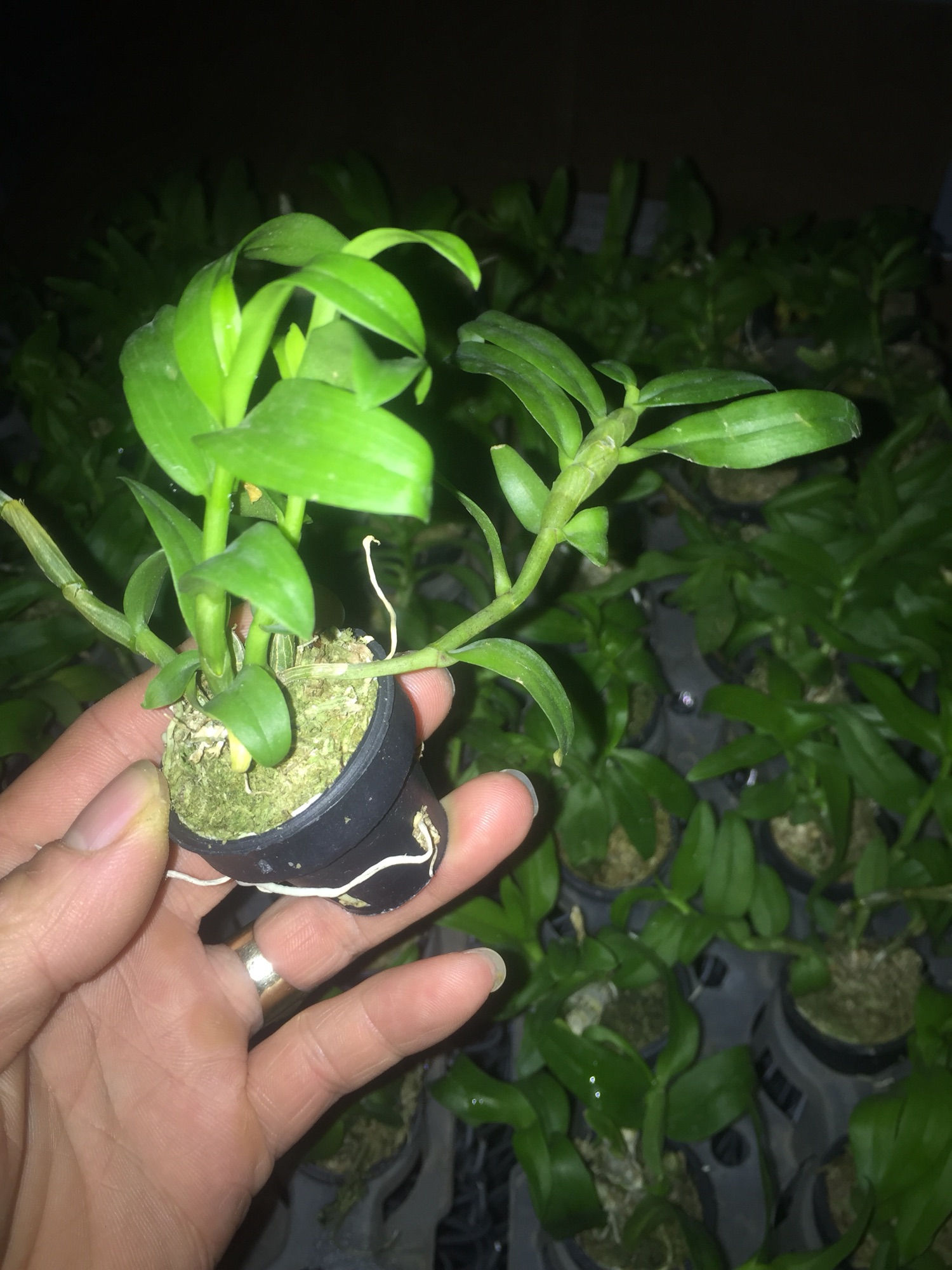 Lan phi điệp 5ct phú thọ 7-8cm