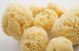 Bông tắm bọt biển Bellini SA8