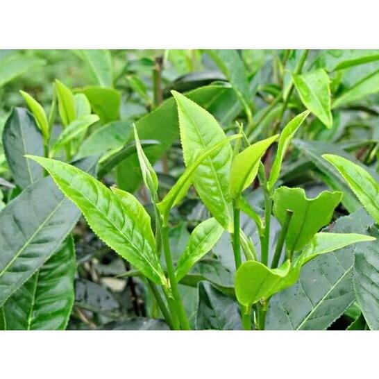 Trà Tuyết Shan Cổ Thụ Trà 1kg
