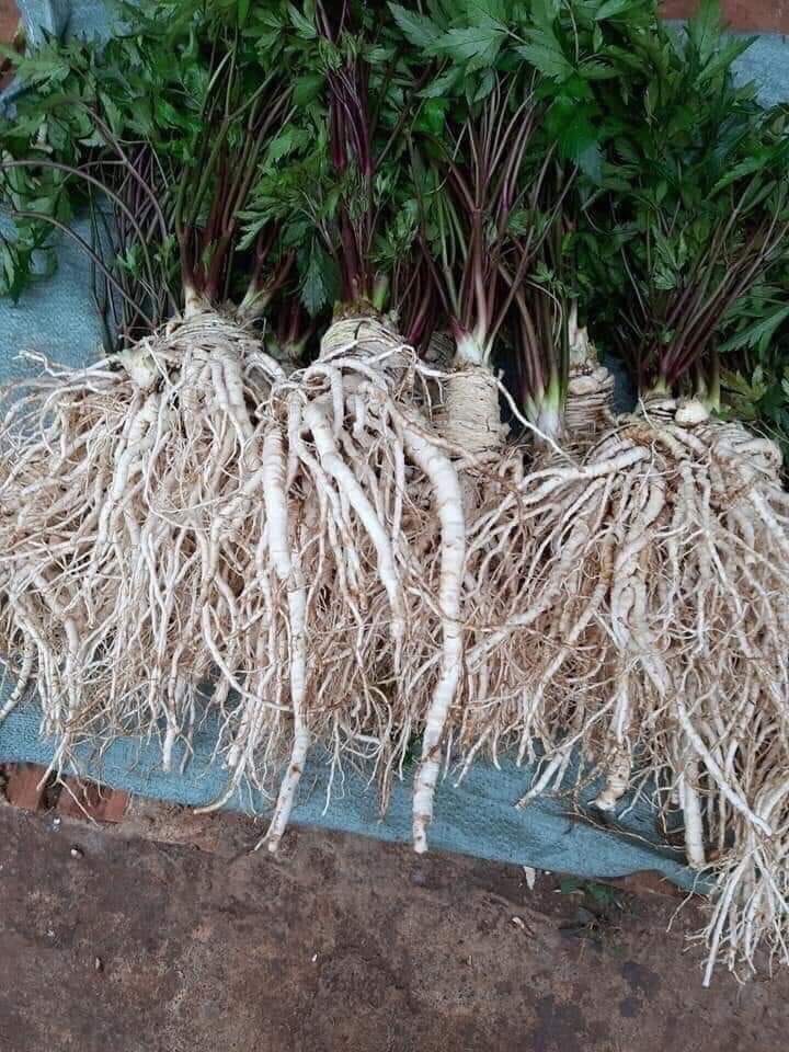 SÂM ĐƯƠNG QUY 1kg