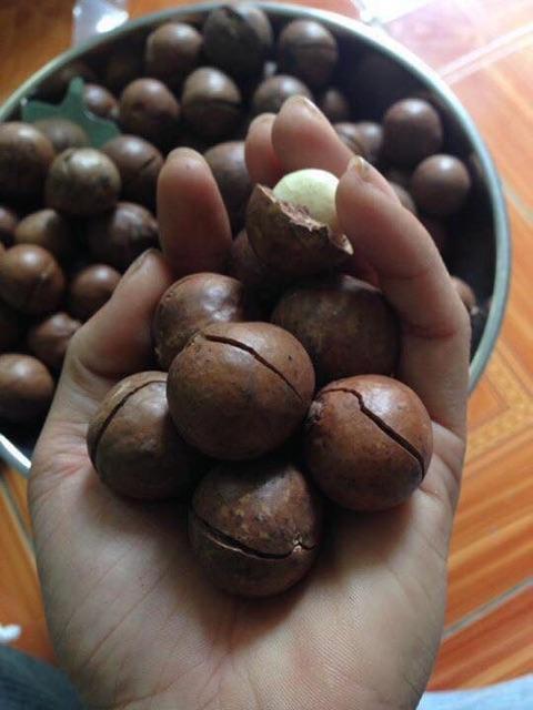Hạt Mắc Ca Úc, 1Kg