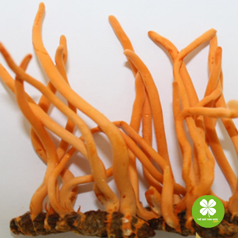 Aó thun tay dài nữ TD235