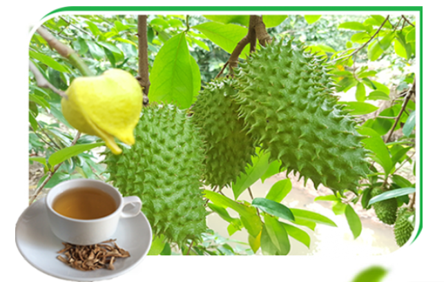 Trà Trái Mãng Cầu Xiêm Vĩnh Phát