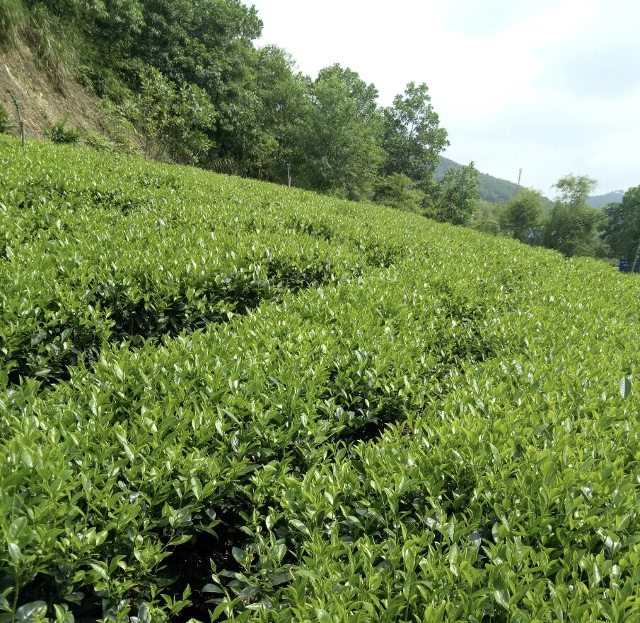 Chè Móc Câu Tân Cương Hảo Hạng