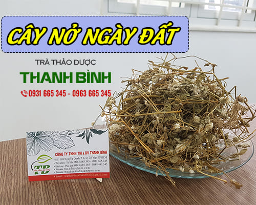 Cây nở ngày đất 1kg