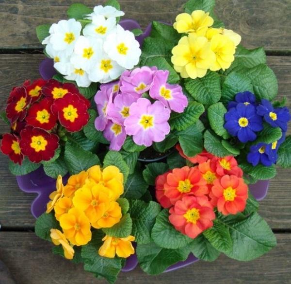 Hạt Giống Báo xuân