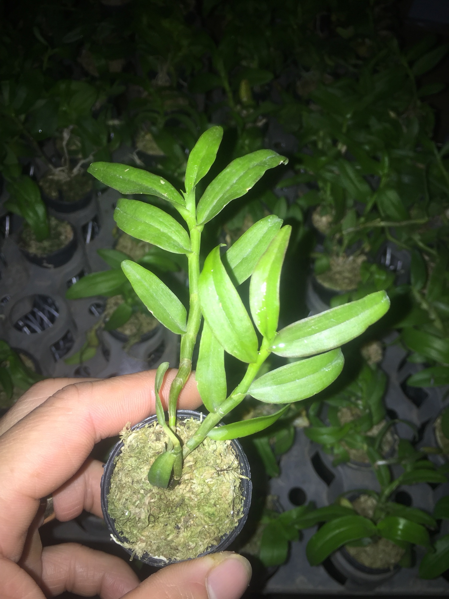 Lan phi điệp 5ct phú thọ 7-8cm