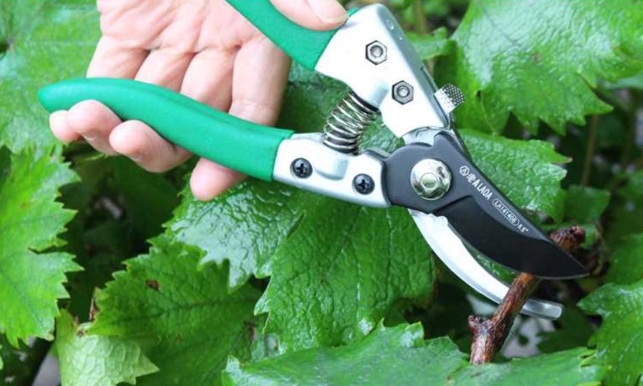 Kéo cắt tỉa Total THT0109
