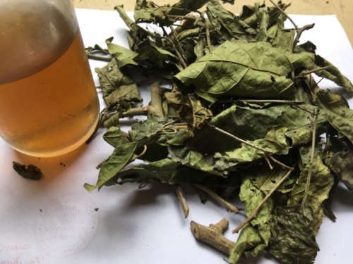 Cây Xạ Đen
