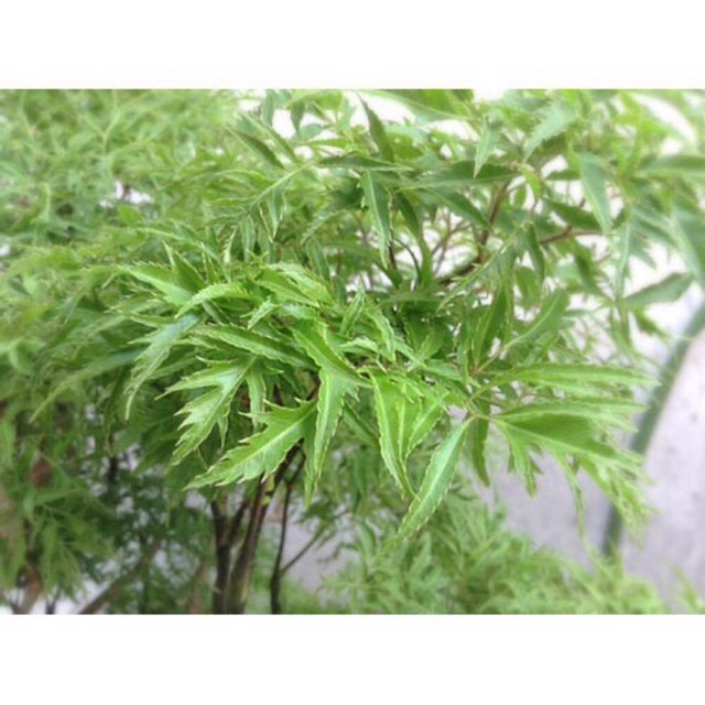 Đinh Lăng khô 1kg