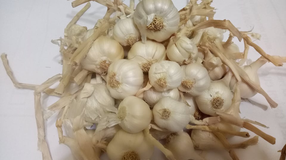 Tỏi Lý Sơn 500G