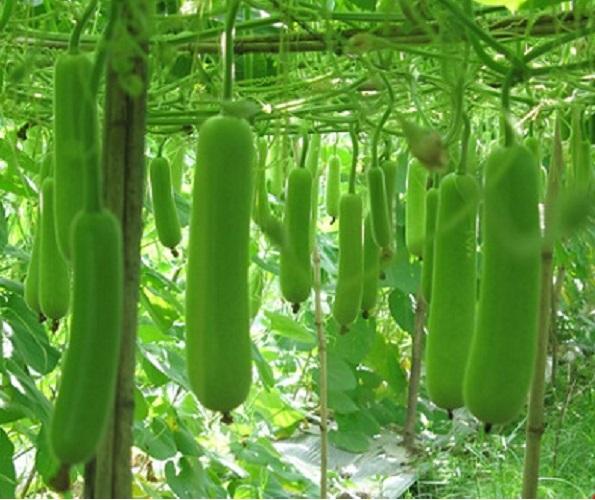 Bộ gói hạt giống Bầu lai F1