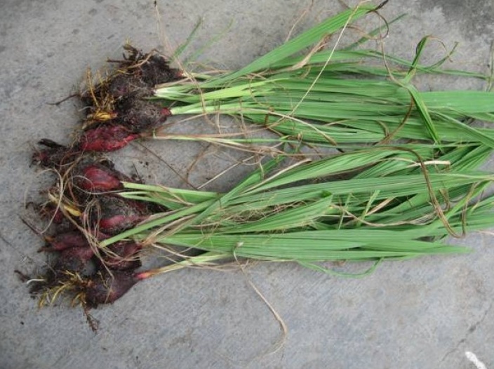Sâm đại hành 1KG