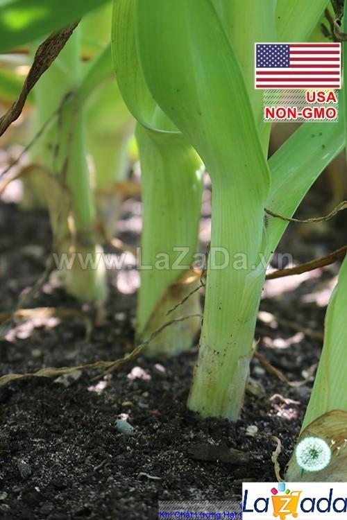Bộ gói hạt giống Hành Paro