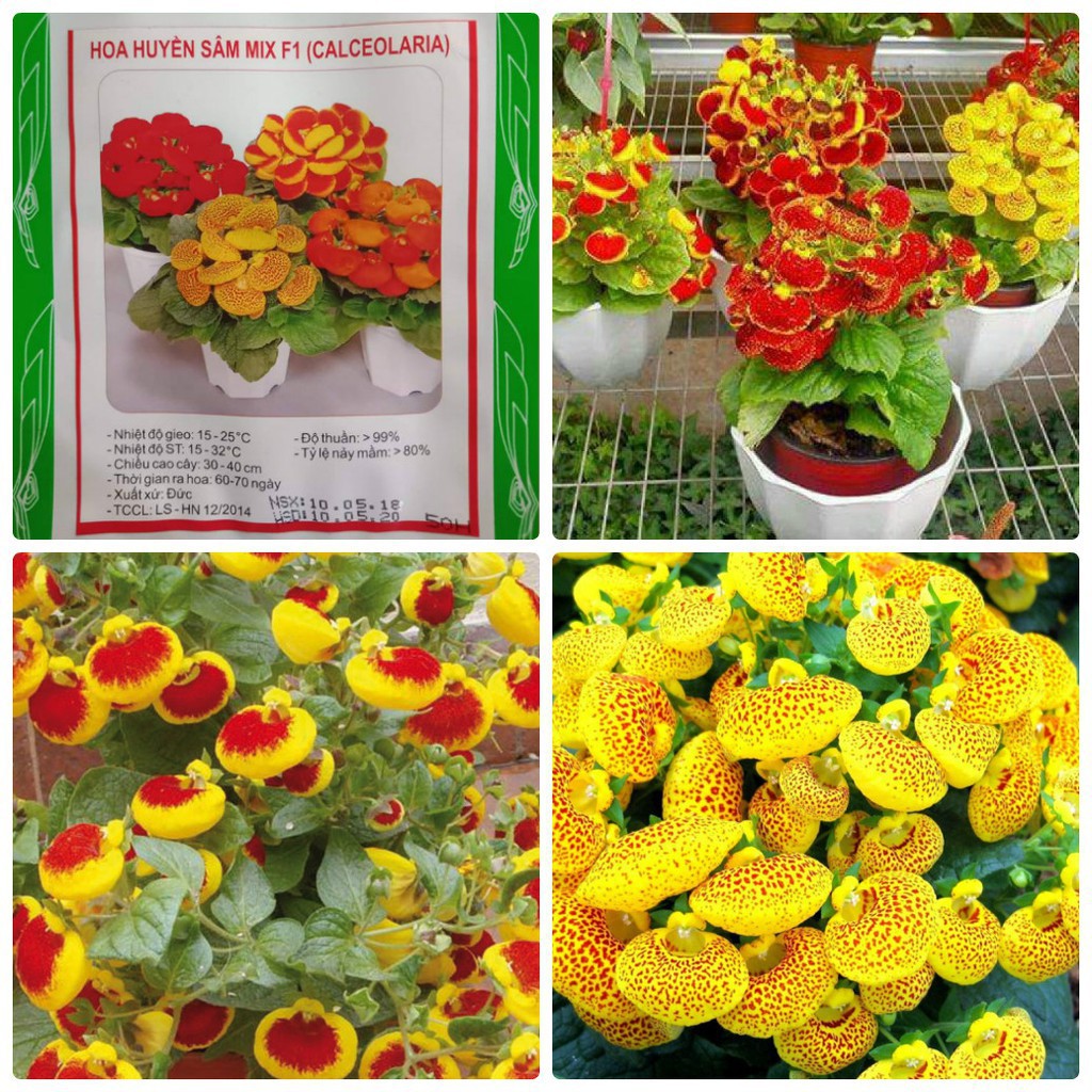 Bộ gói hạt giống Huyền sâm