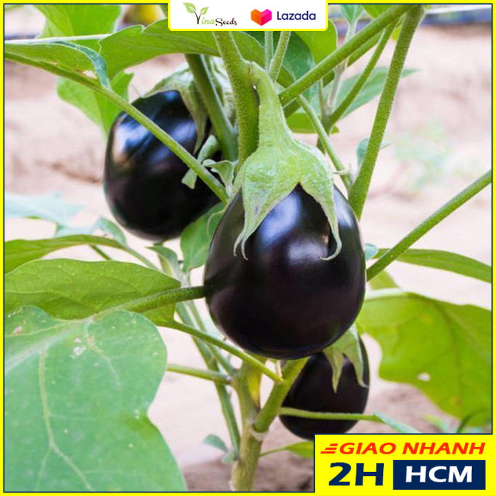 Hạt giống cà tím tròn