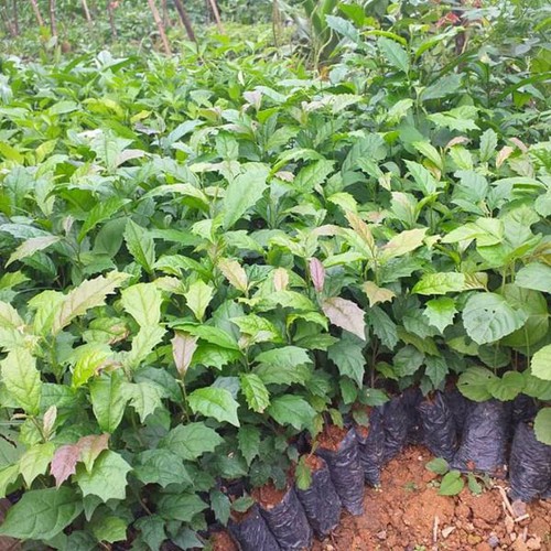 Cây Xạ Đen