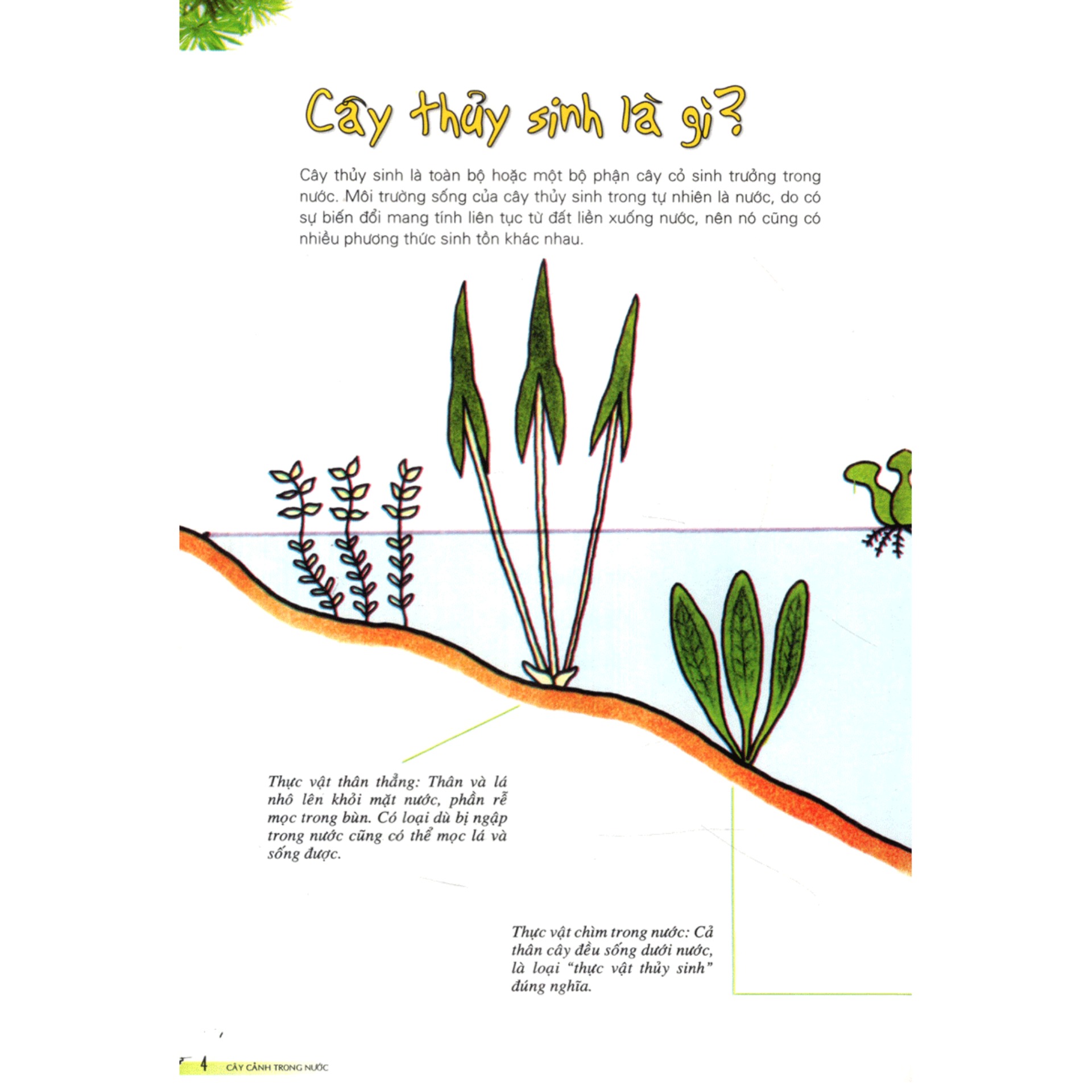 Cây Cảnh Trong Nước