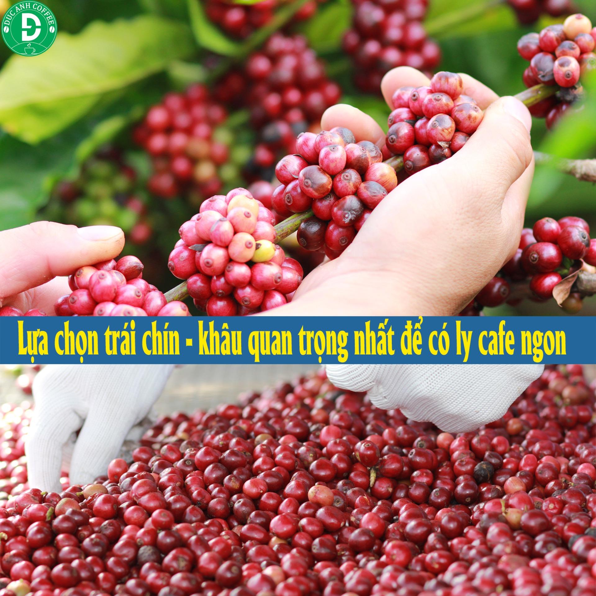 Cà phê nhân sống 5kg