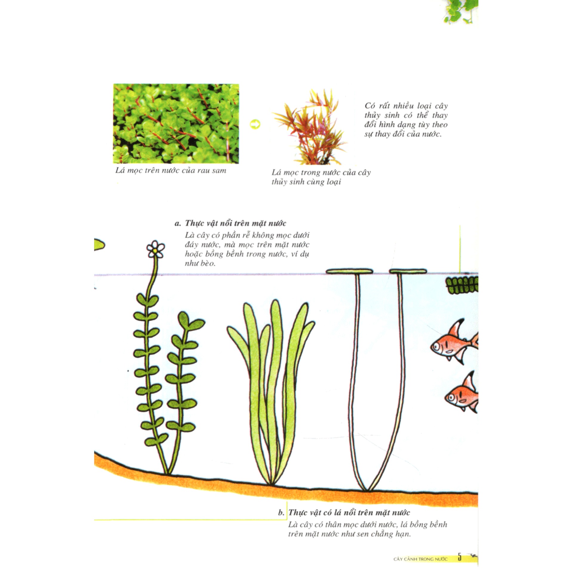 Cây Cảnh Trong Nước