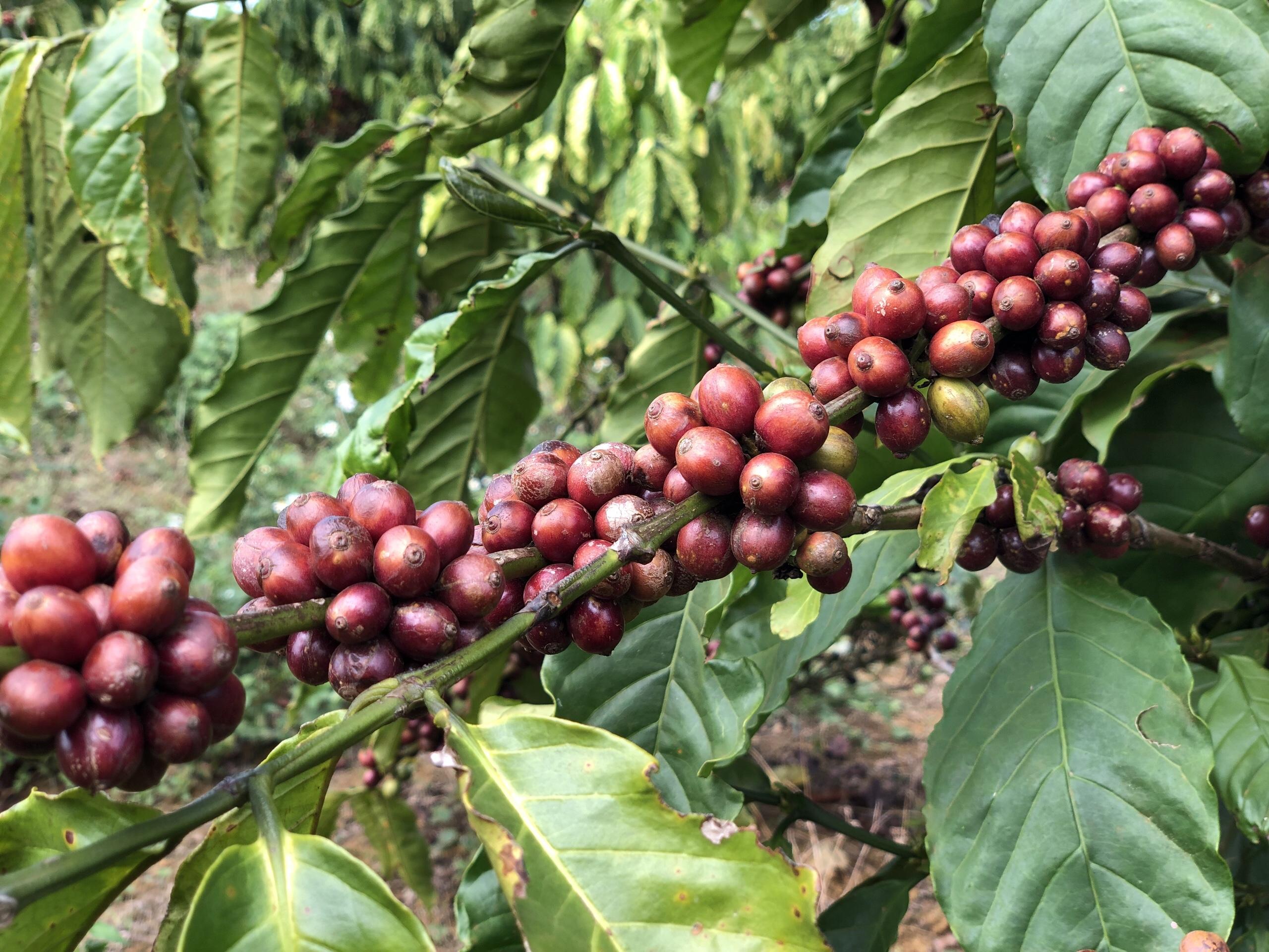 Cà phê Kaffeine Mocha Bourbon