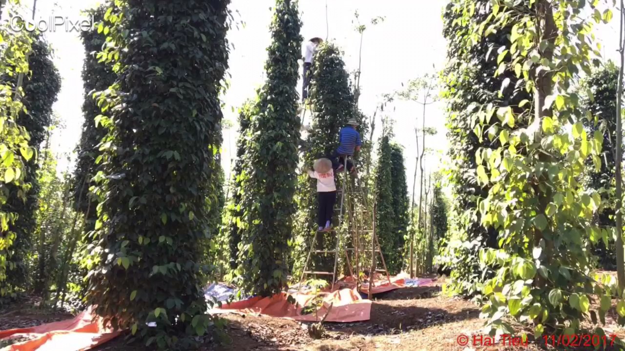 Hạt Tiêu Đen Đăk Lăk 1kg