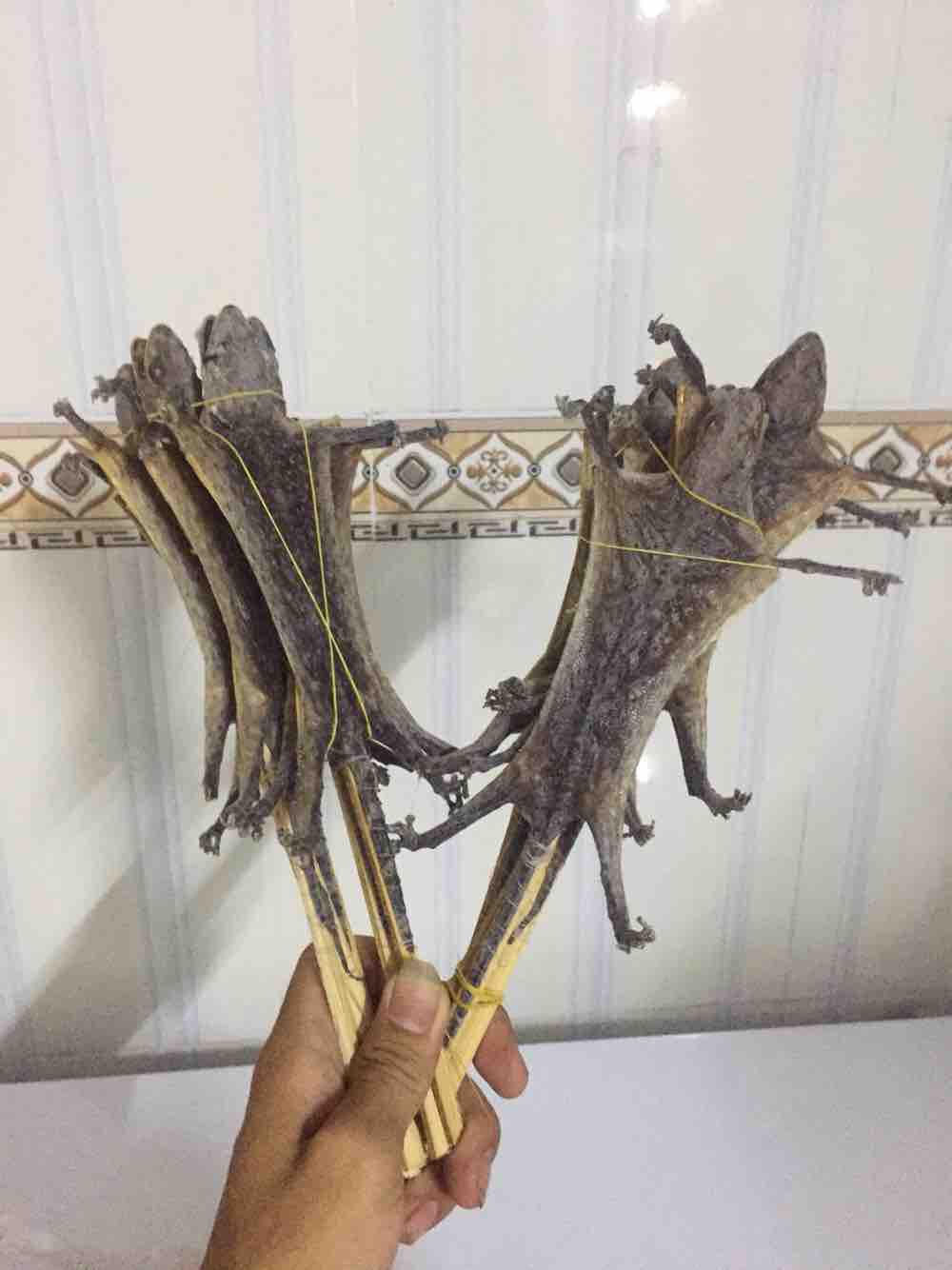 Tắc kè khô 5 con