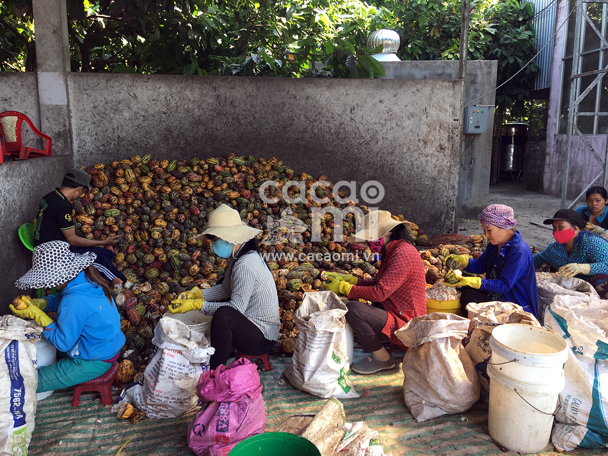 Bột cacao CacaoMi Premium 1kg