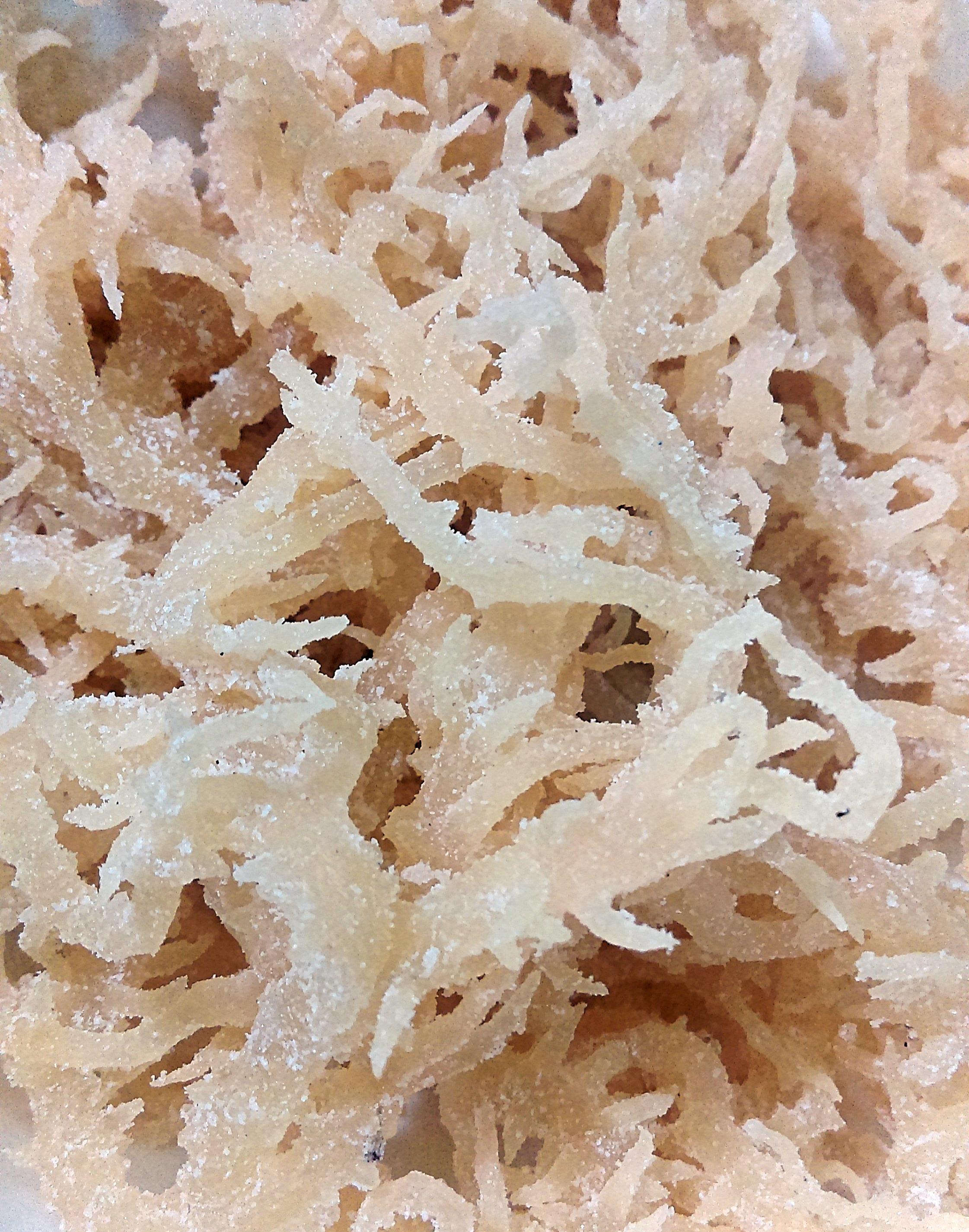 Rong sụn 300g