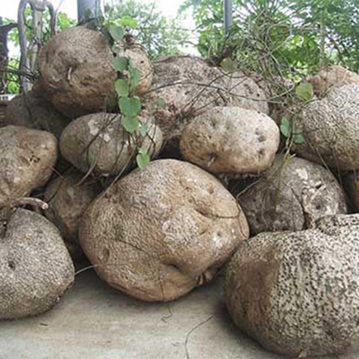 Củ bình vôi 1kg