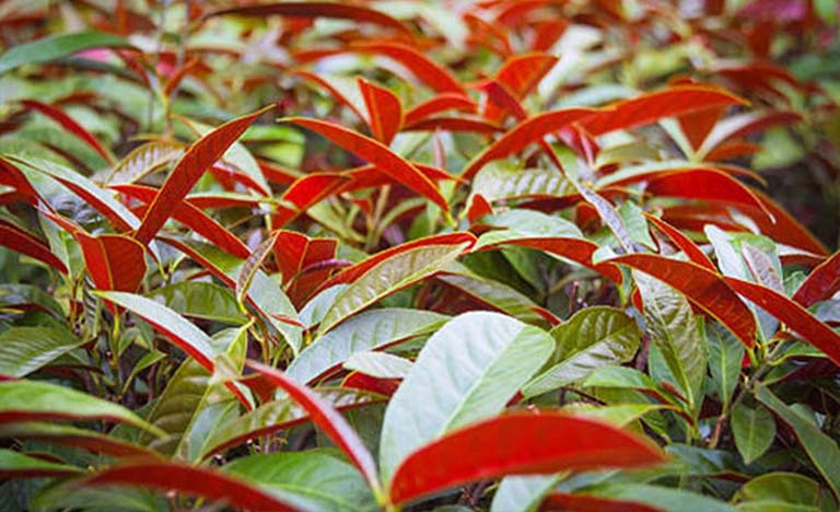 Sâm đại hành 1KG