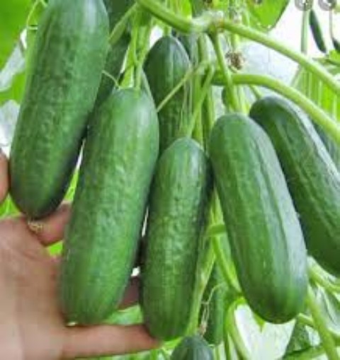 Bộ gói hạt giống Dưa chuột bao tử