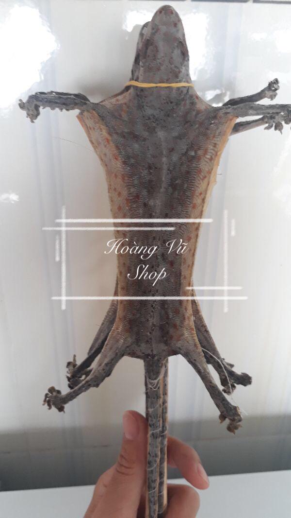 Tắc kè khô 2 con