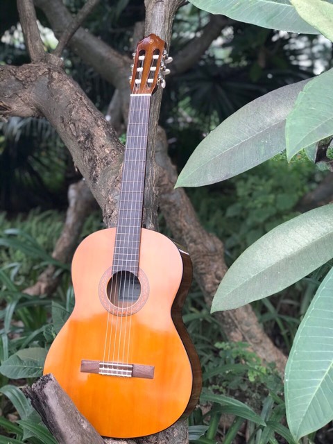 Đàn Guitar Classic Yamaha C70