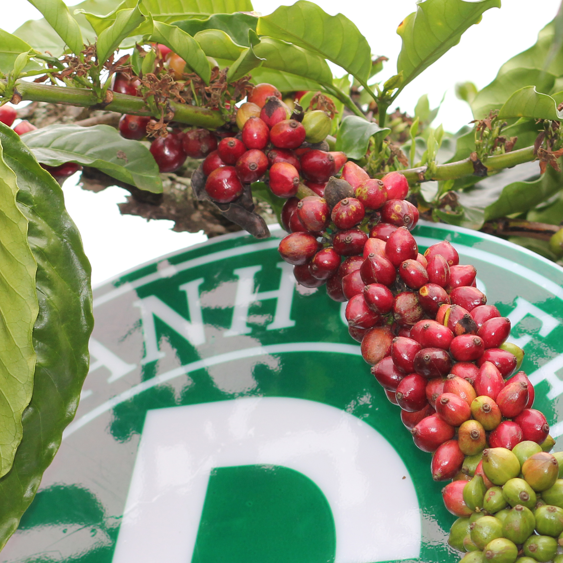 Cà Phê Đức Anh Robusta 1kg