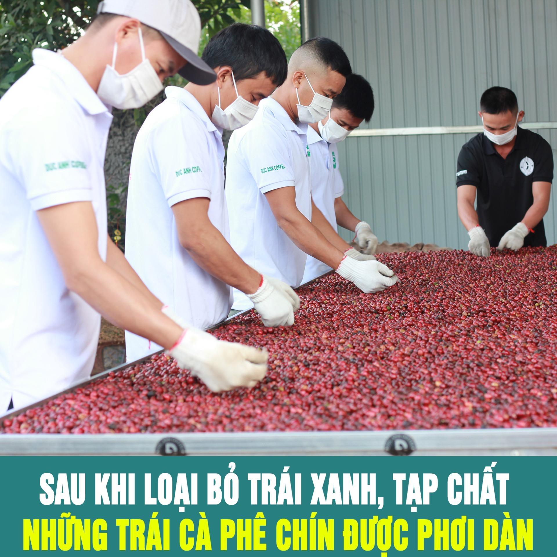 Cà Phê Đức Anh Robusta