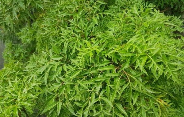 Đinh Lăng khô 1kg