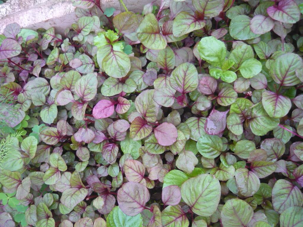 Hạt giống Dền xanh