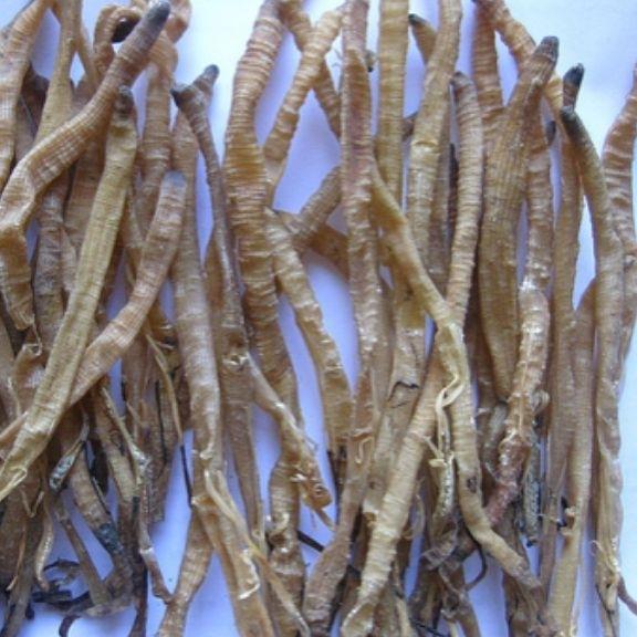 Sá sùng 100G