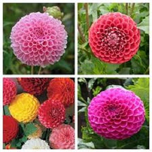 Hạt giống hoa thược dược