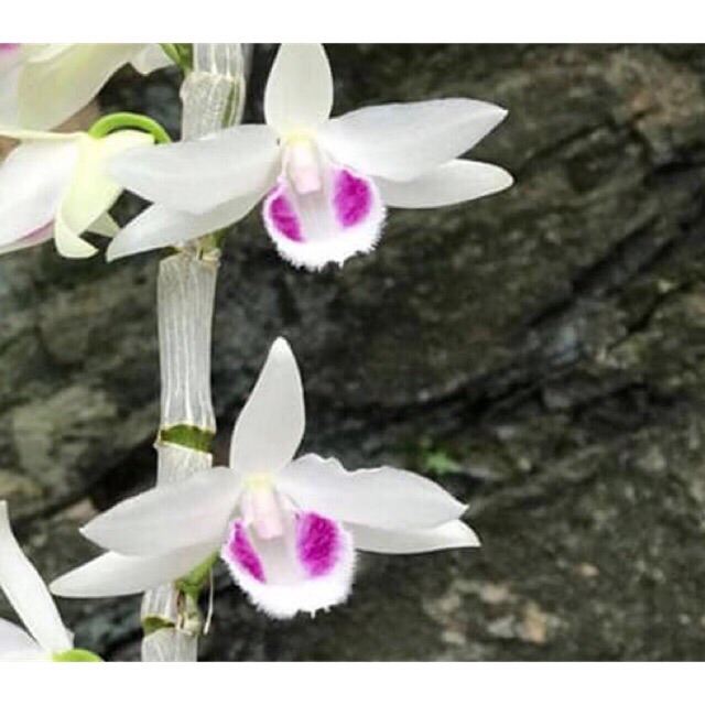 Lan phi điệp 5ct phú thọ 7-8cm