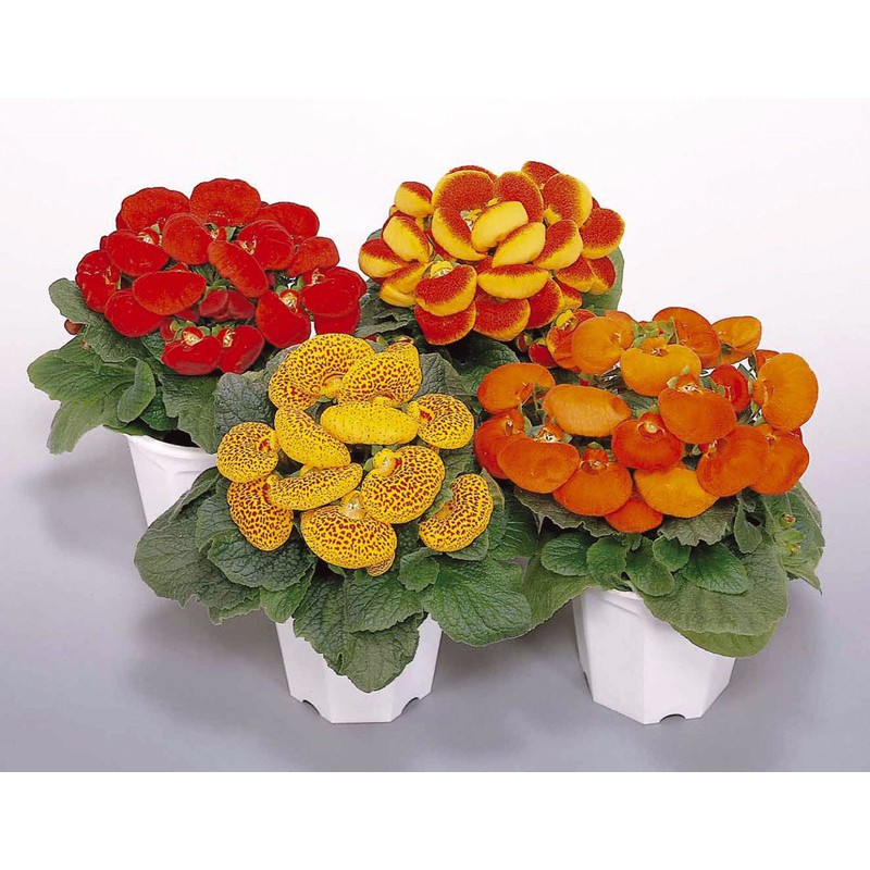 Bộ gói hạt giống Huyền sâm