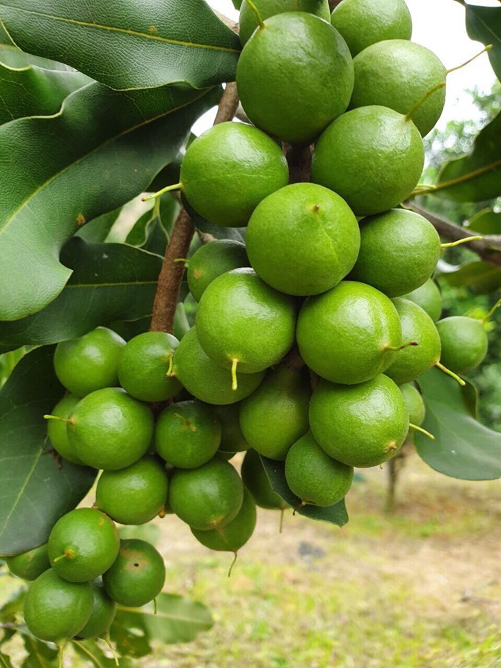 Cà phê sầu riêng Maccaca