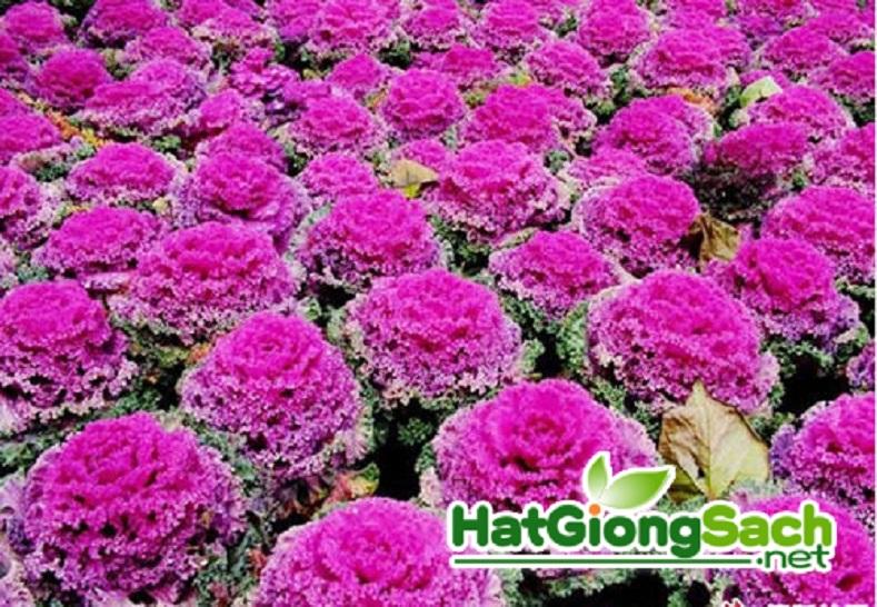 Hạt giống Hoa Bắp Cải