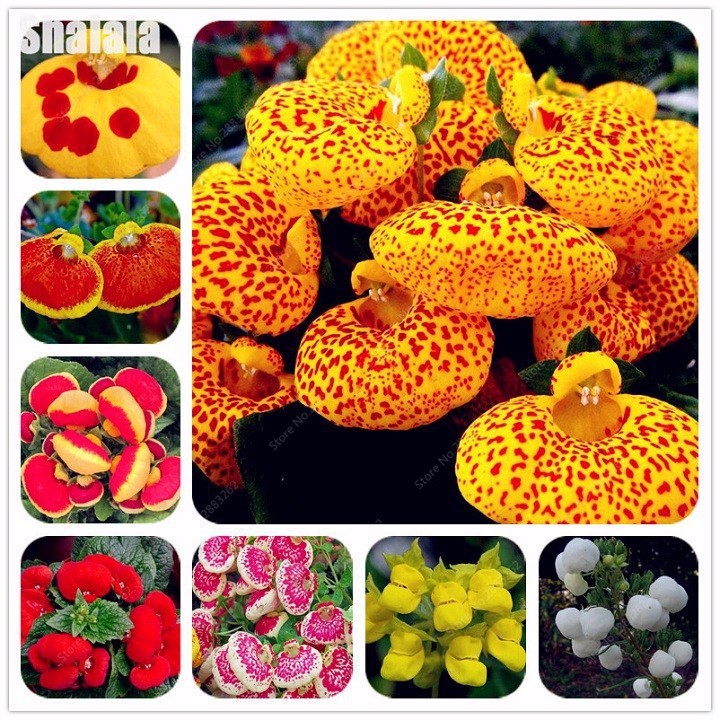 Bộ gói hạt giống Huyền sâm