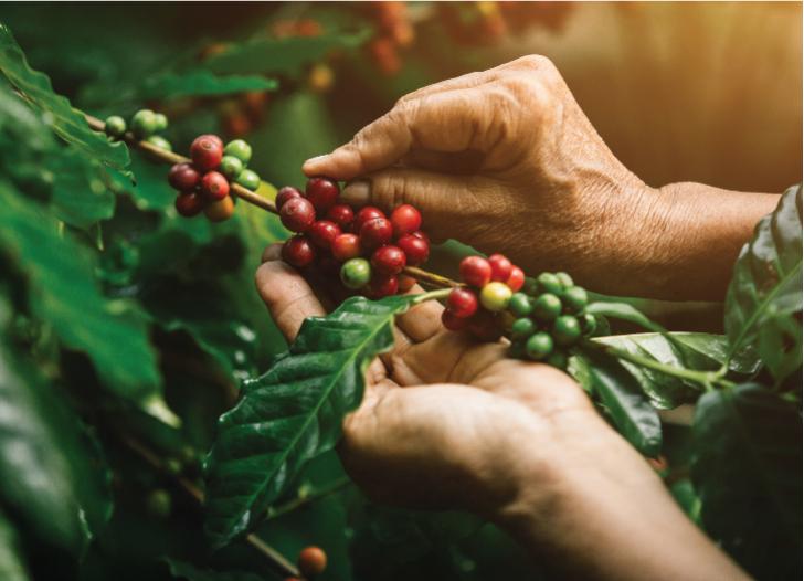 Cà phê Nescafe đen đá 16g dây 10 gói